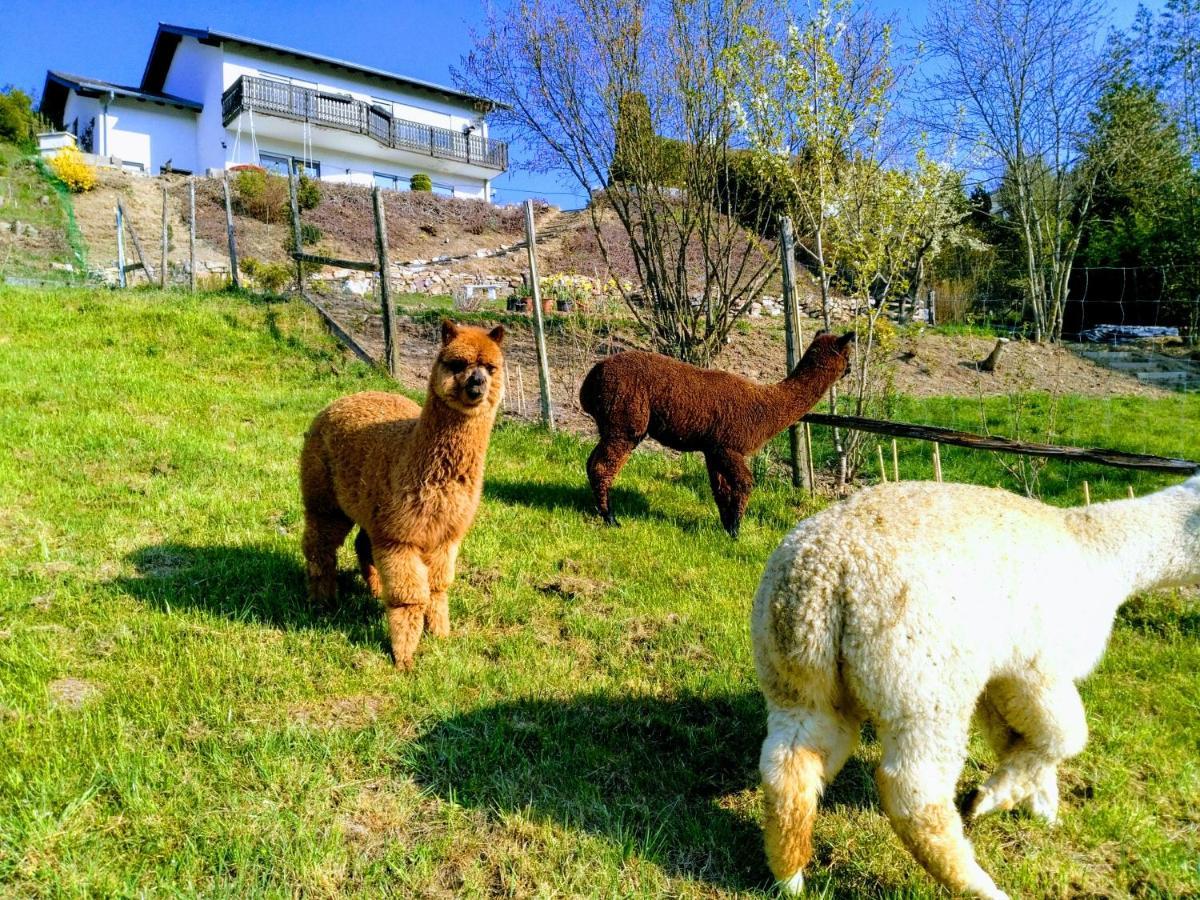 Ferienwohnung Alpaka Blick Schneppenbach Eksteriør billede